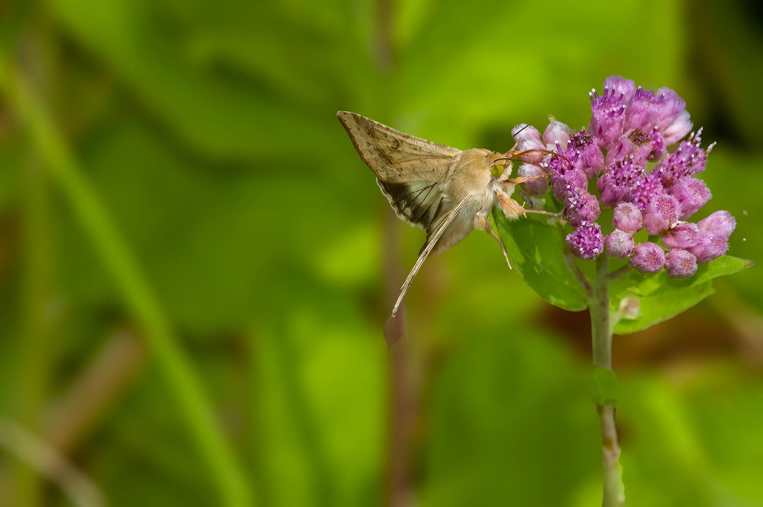 Corn Earworm Moth (Helicoverpa zea)