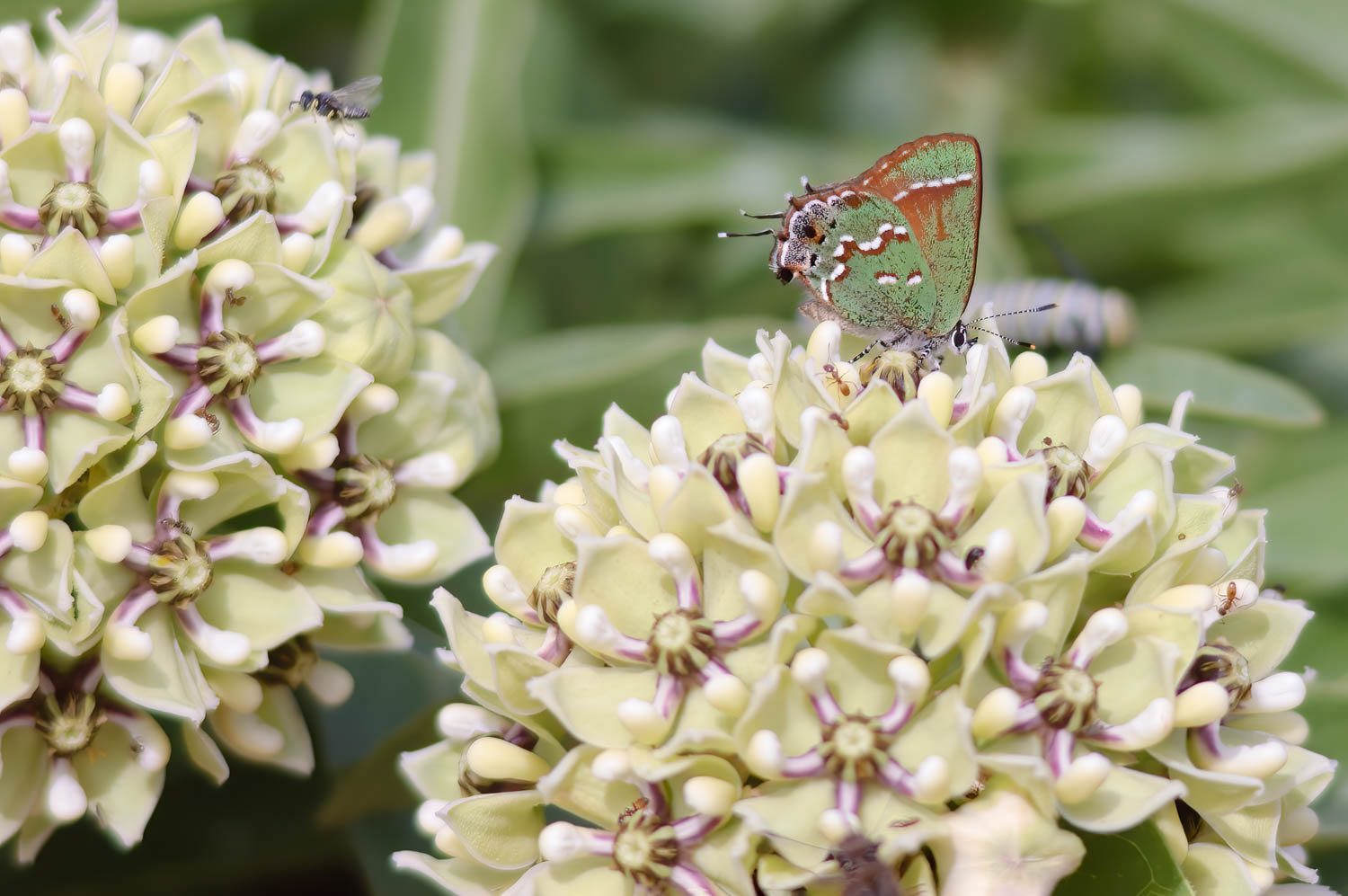 Juniper Hairstreak (Callophrys gryneus)