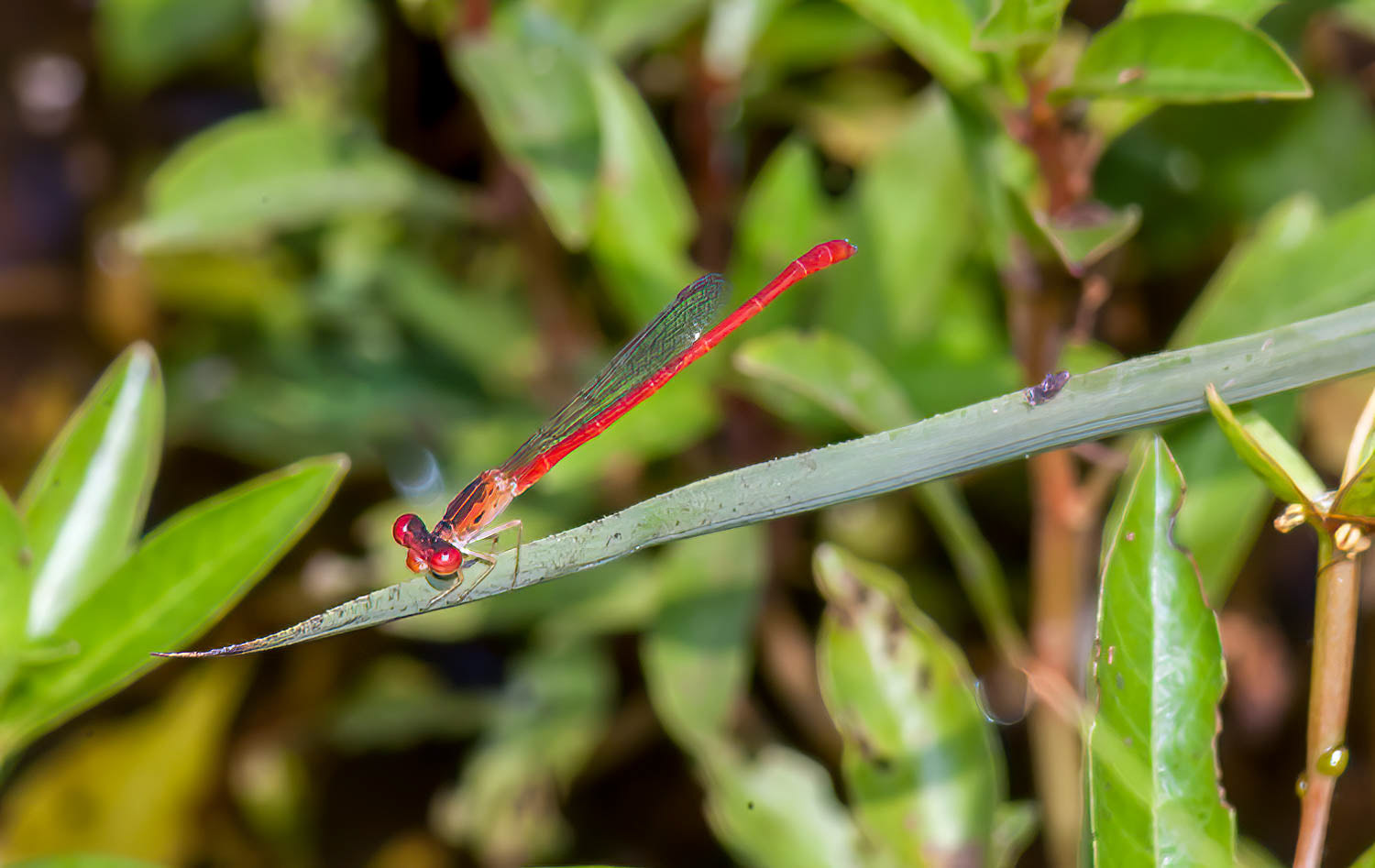 Desert Firetail (Telebasis salva) Male