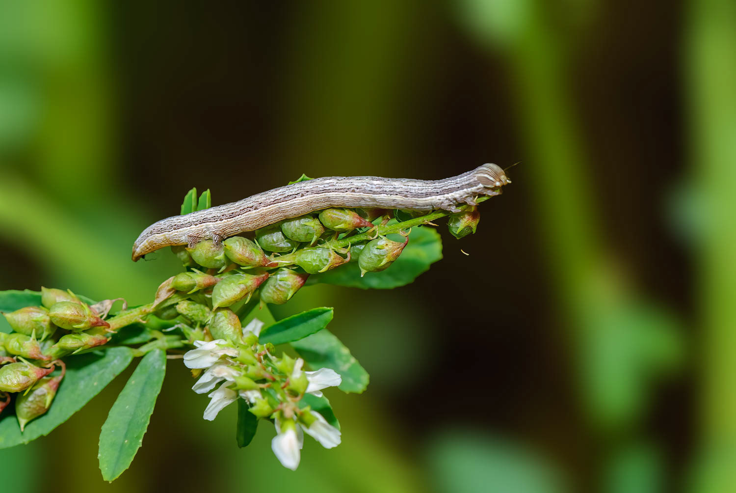 Clover Looper Moth Caterpillar (Caenurgina crassiuscula)
