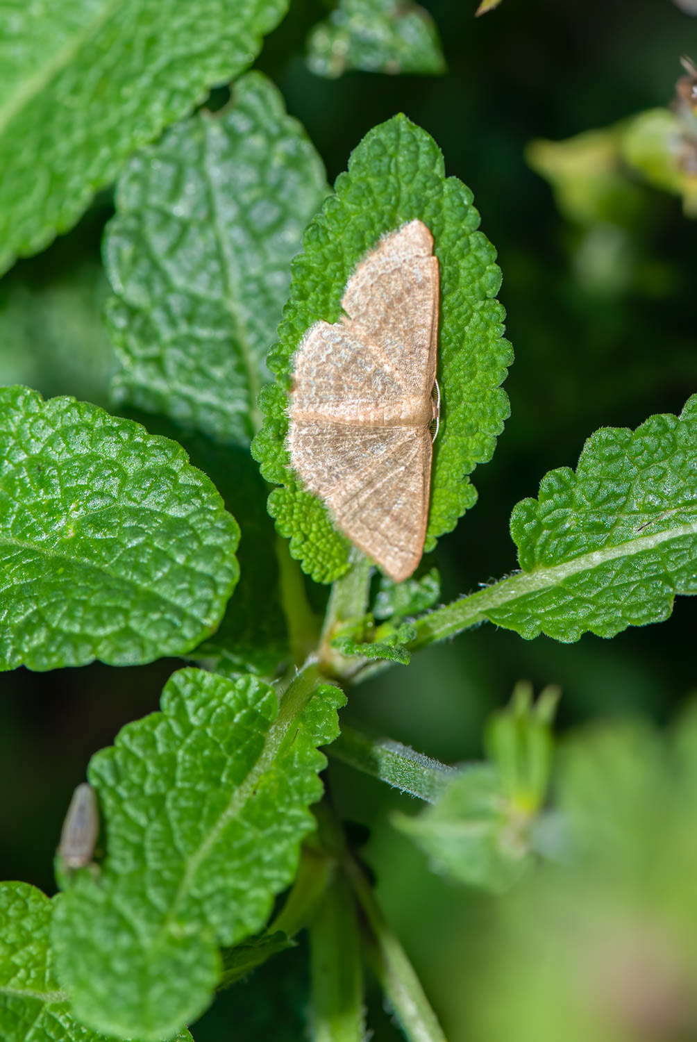 Gepmeter Moth