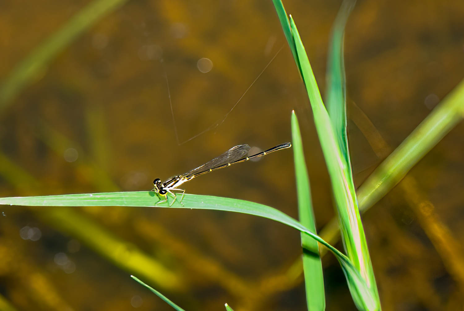 Fragile Forktail (Ischnura posita)