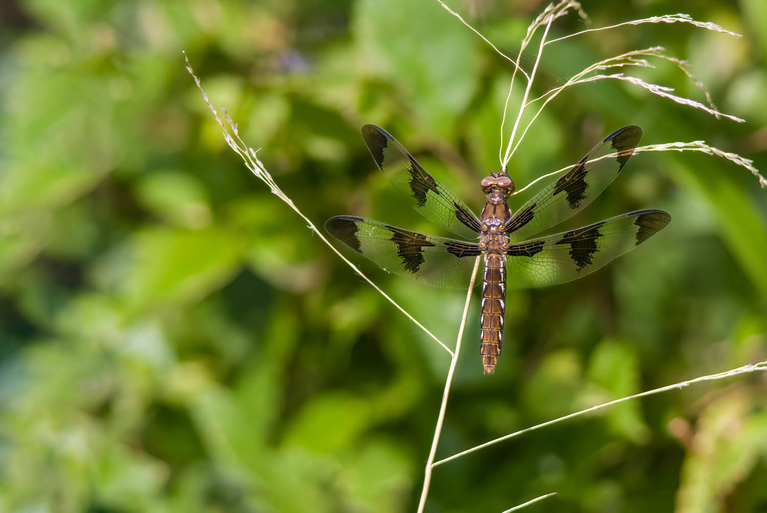 Common Whitetail (Libellula Lydia) Female