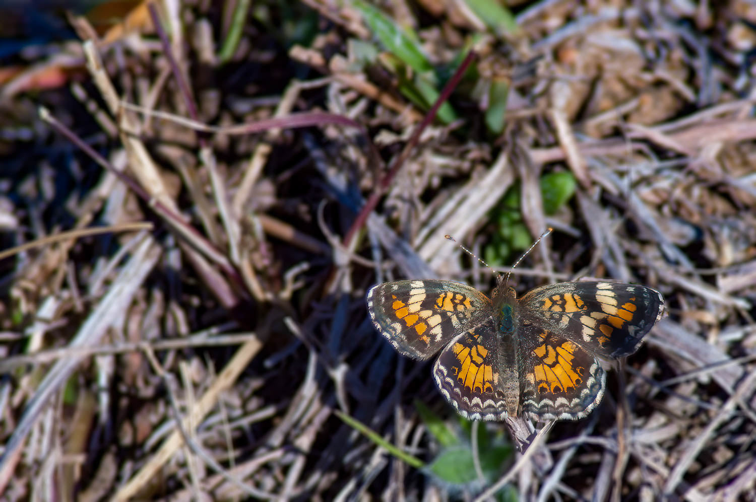 Phaon Crescent (Phyciodes phaon)