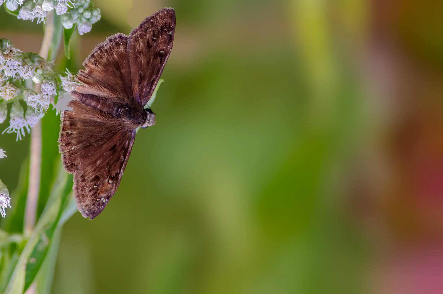 Horace's Duskywing (Erynnis horatius)