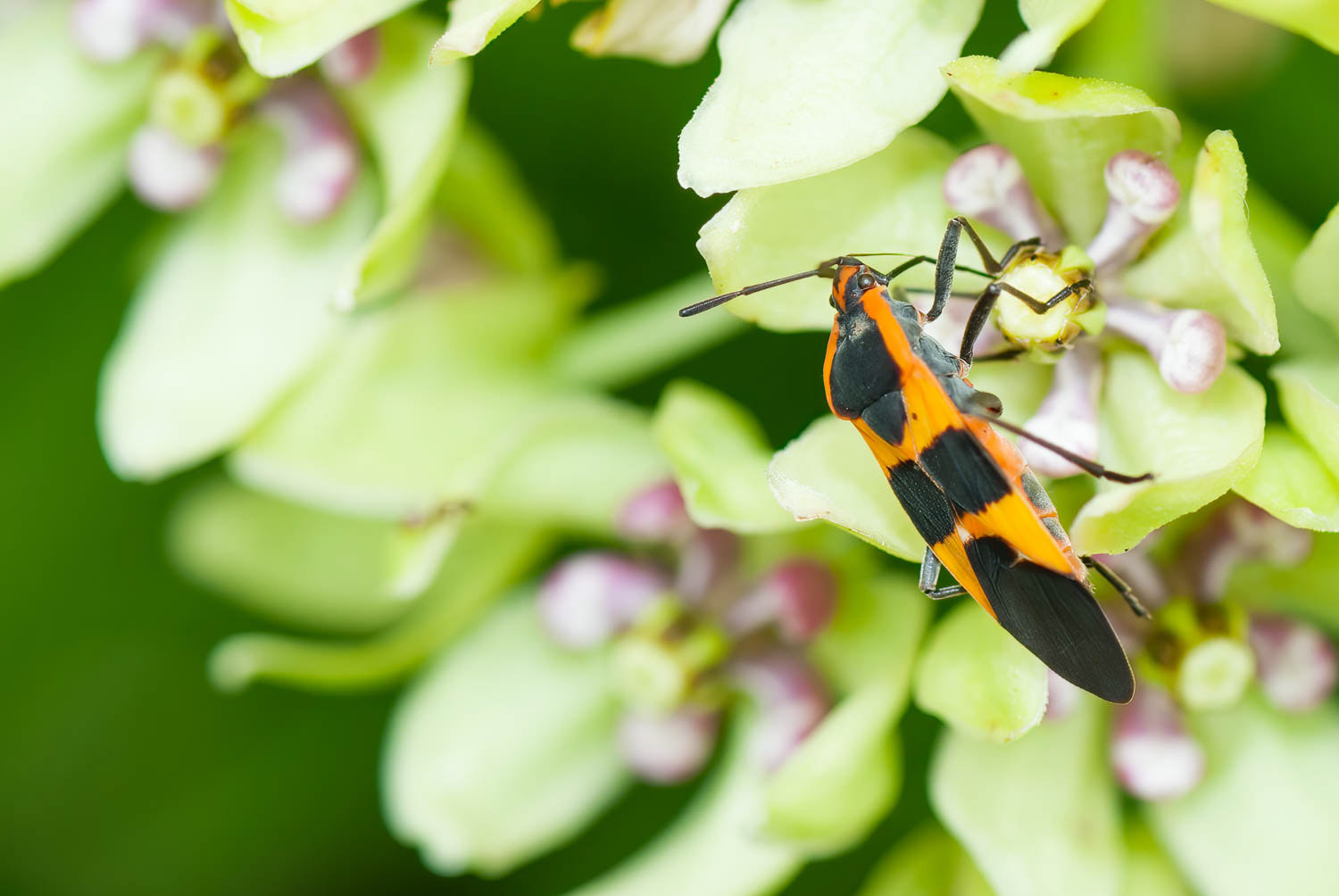 Large Mikjweed Bug (Oncopeltus fasciatys
