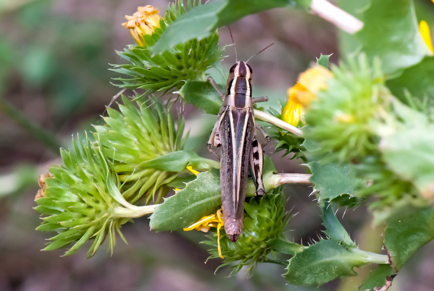 Two-strioed-Grasshopper (Melanoplus bivittatus)