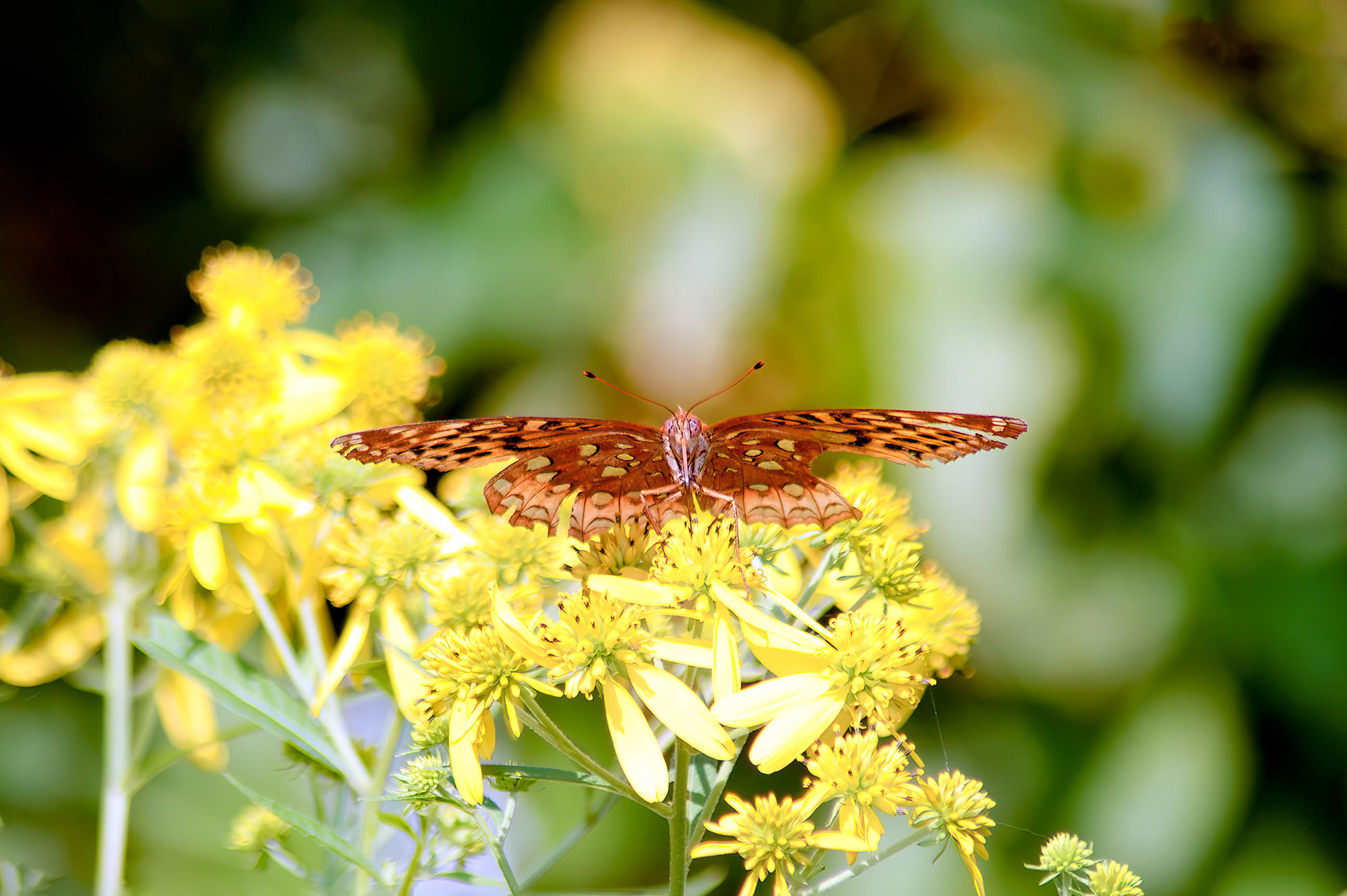 Great Soangled Frutillary (Speyeria cybele)