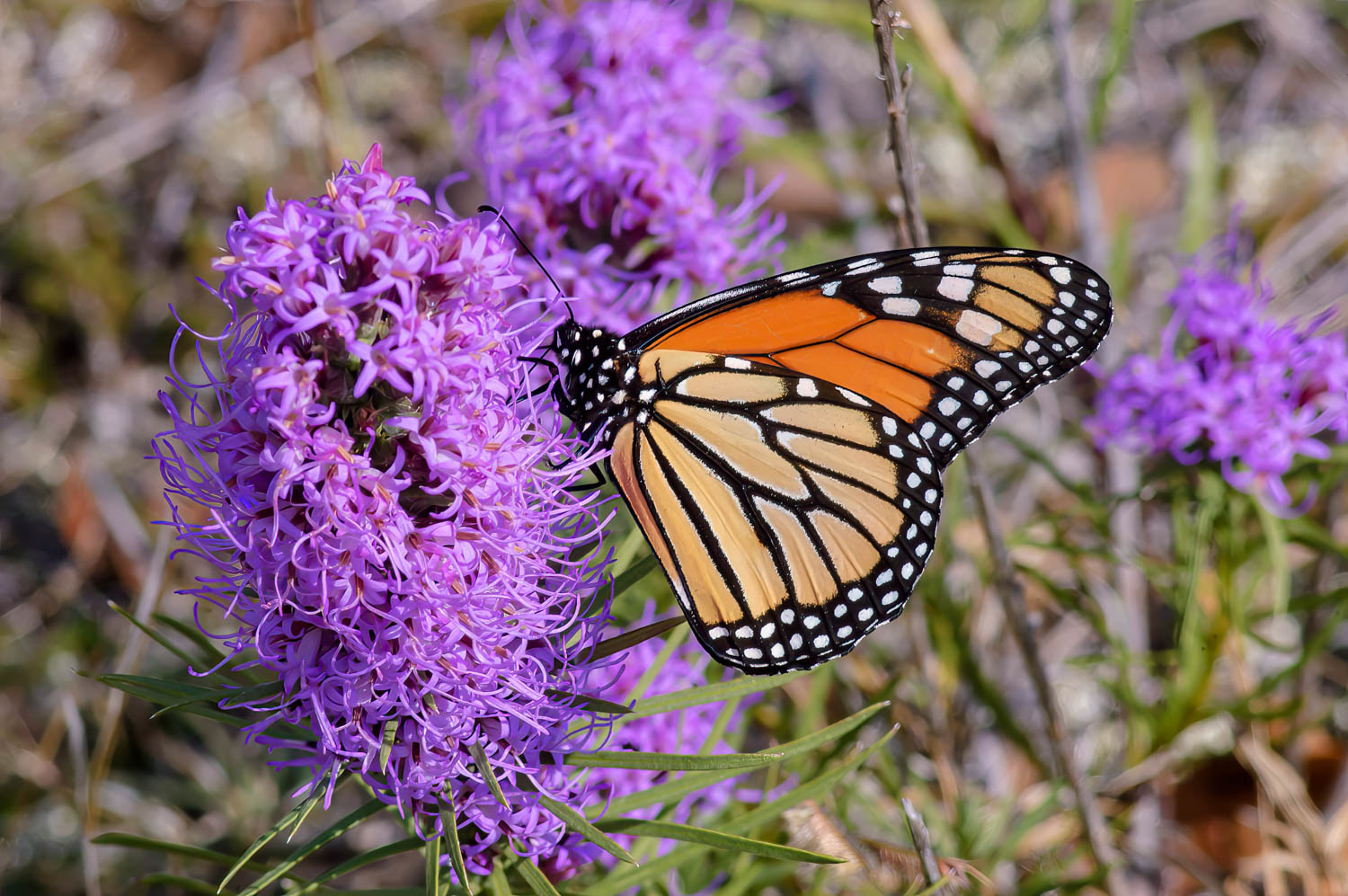 Monarch (Danaus plexippus)