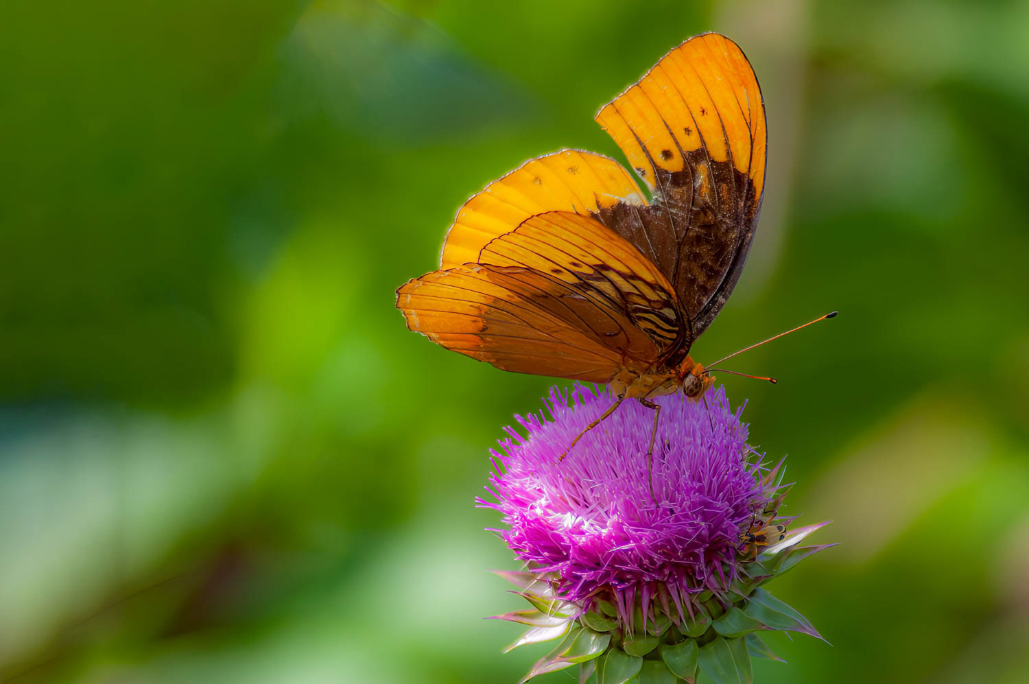 Diana Fritillary (Speyeria diana )