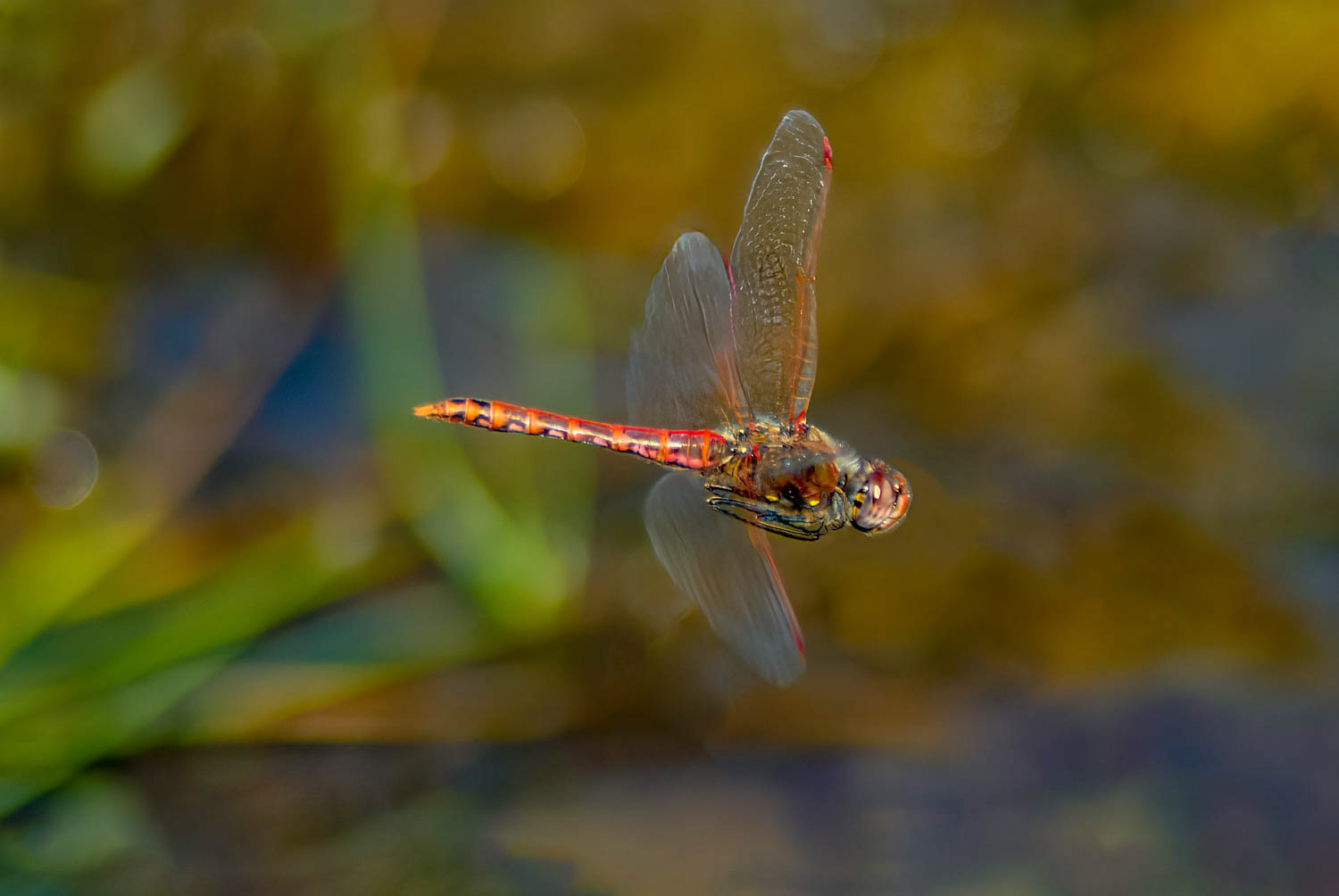 Variegated Meadowhawk (Sympetrum corruptum) Male