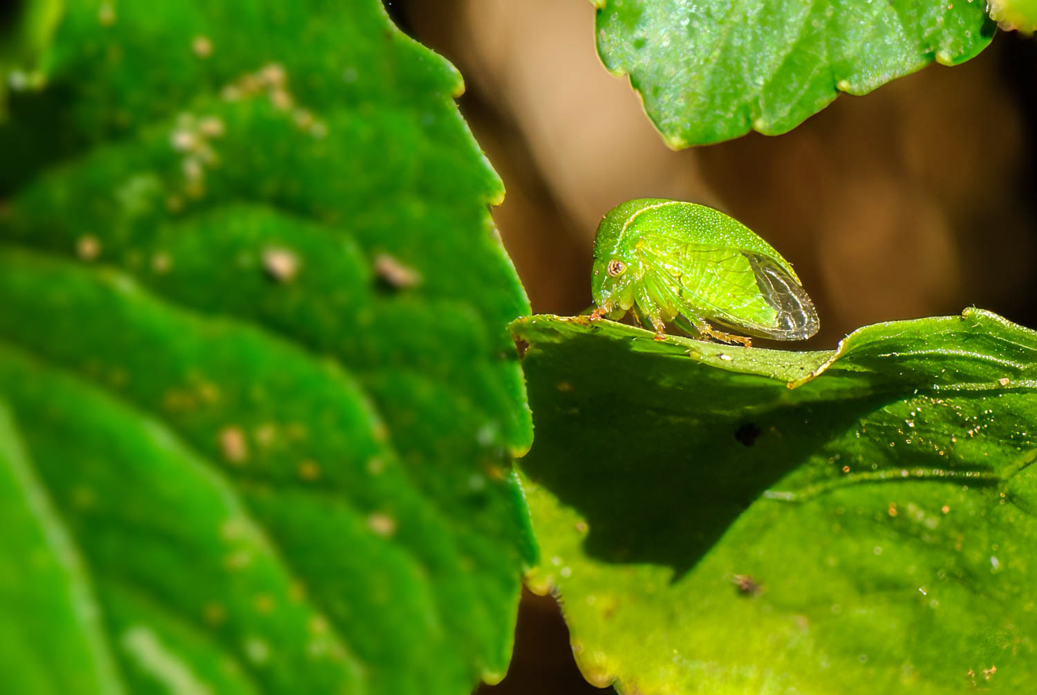 Buffalo Treehopper (Stictocephala spp.)