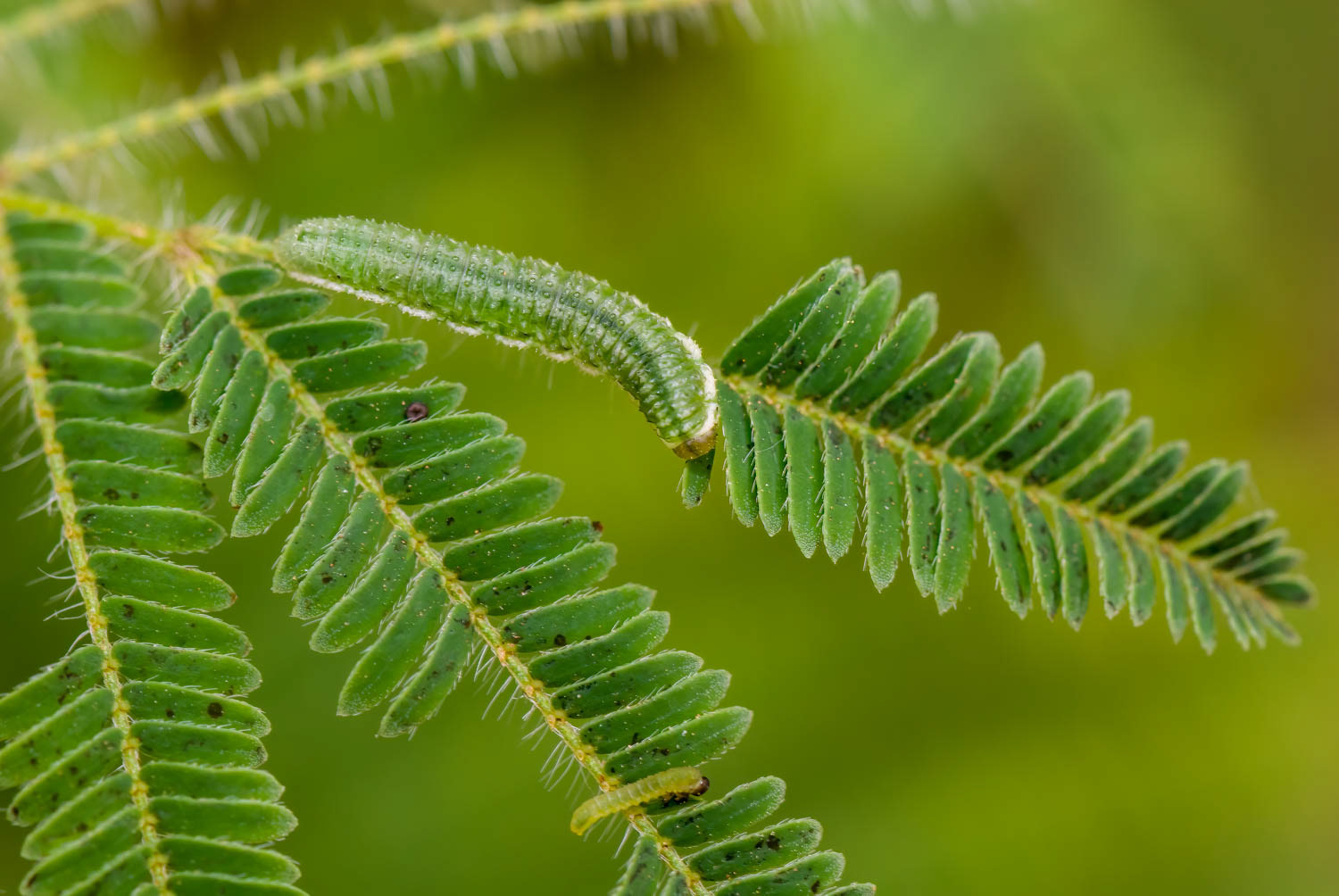 Aphid Fly (Dioprosopa clavata) -Larvae