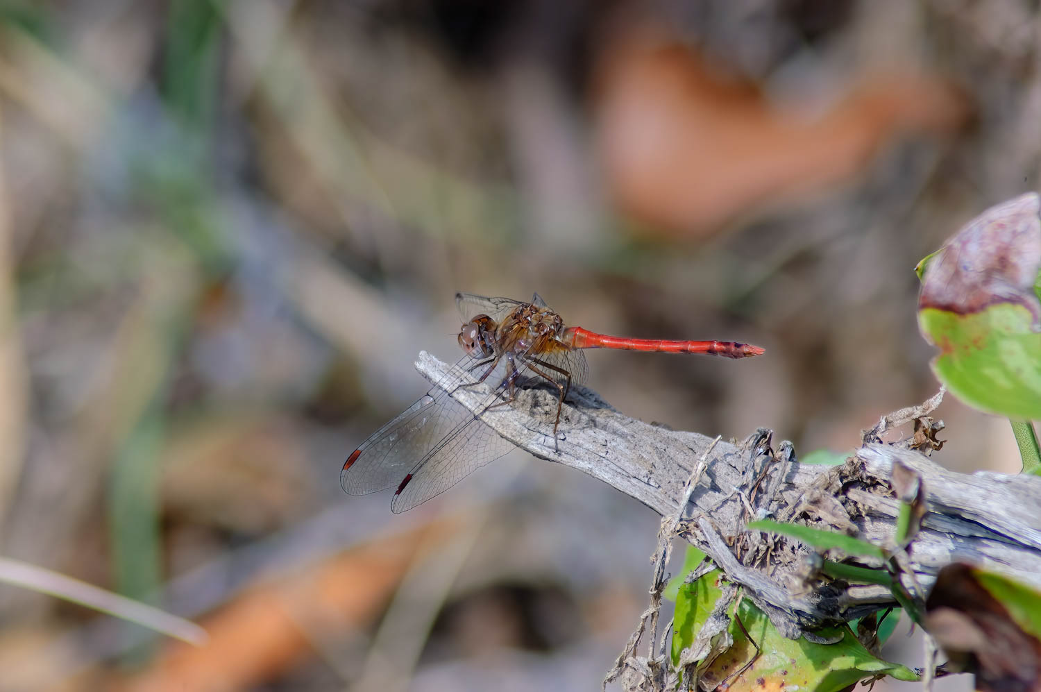 Autumn Meadowhawk (Sympetrum vicinum)