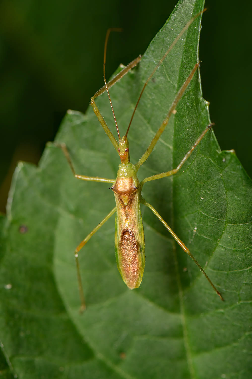Pale Green Assassin Bug (Zelus luridus)