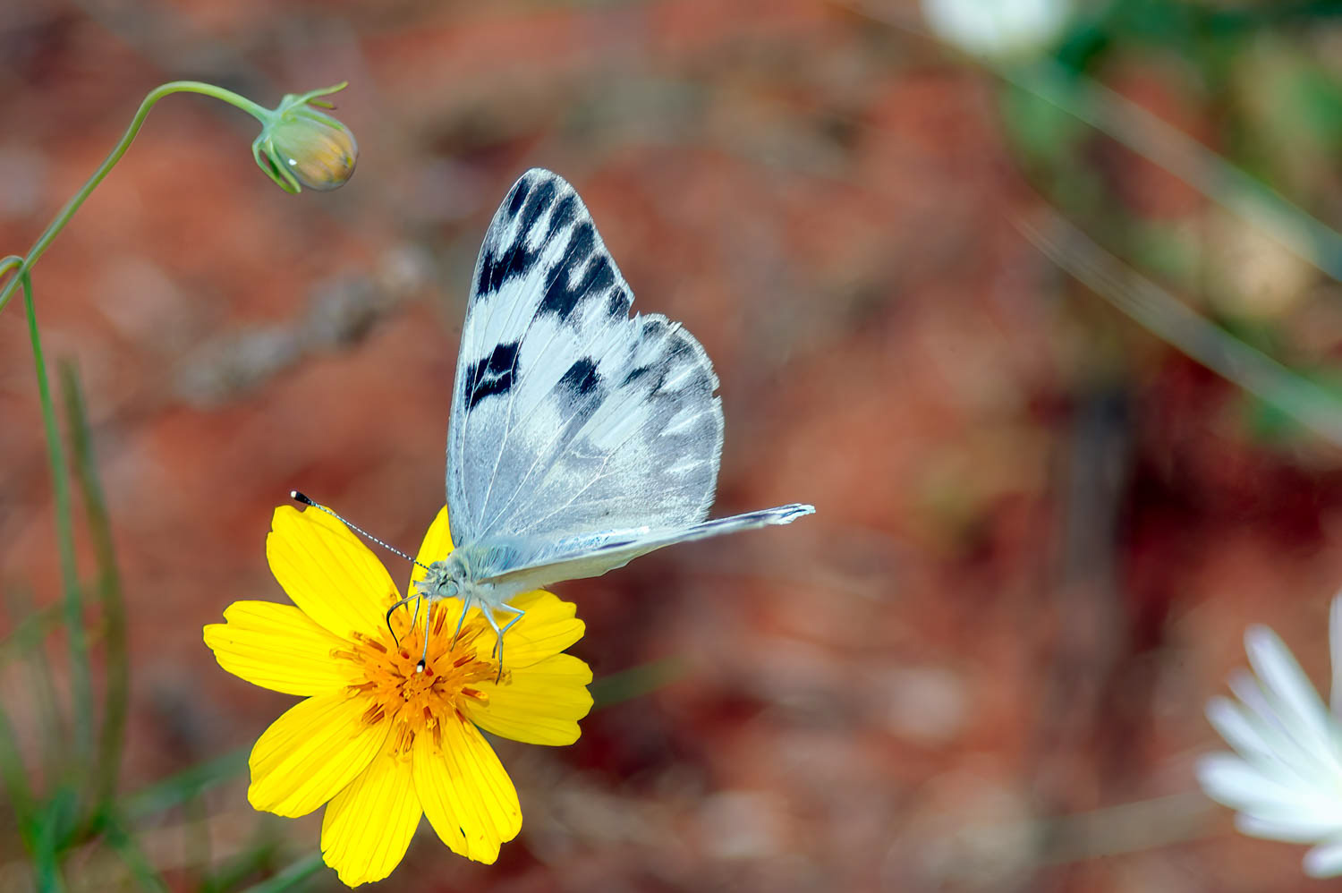 Checkered White (Pontia protodice)