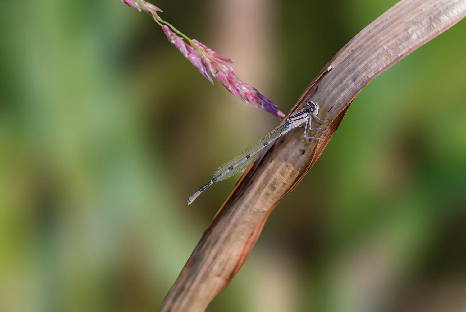 Familiar Bluet (Enallagma civile) Female