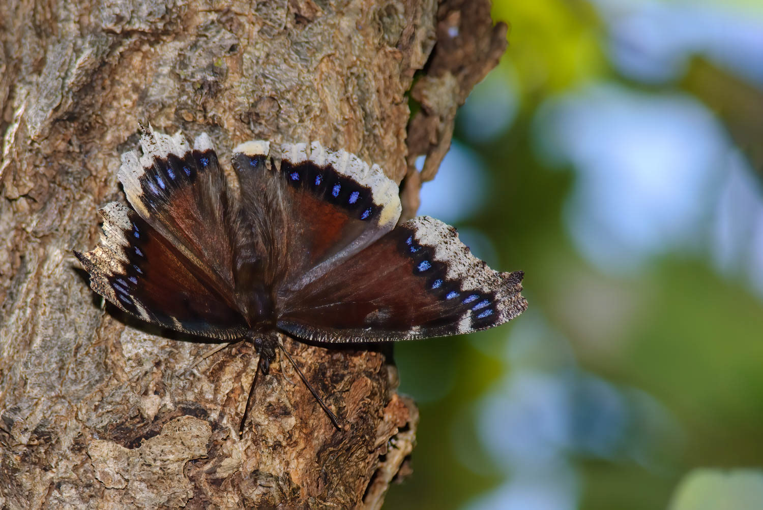 Mourning Cloak (Nymphalis antiopa)