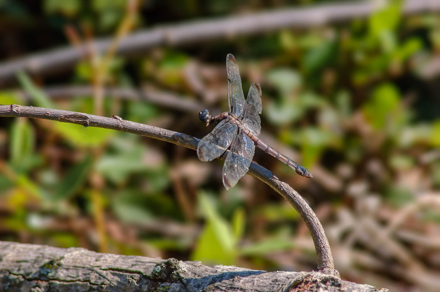 Blue Corporal (Ladona deplanata) Female