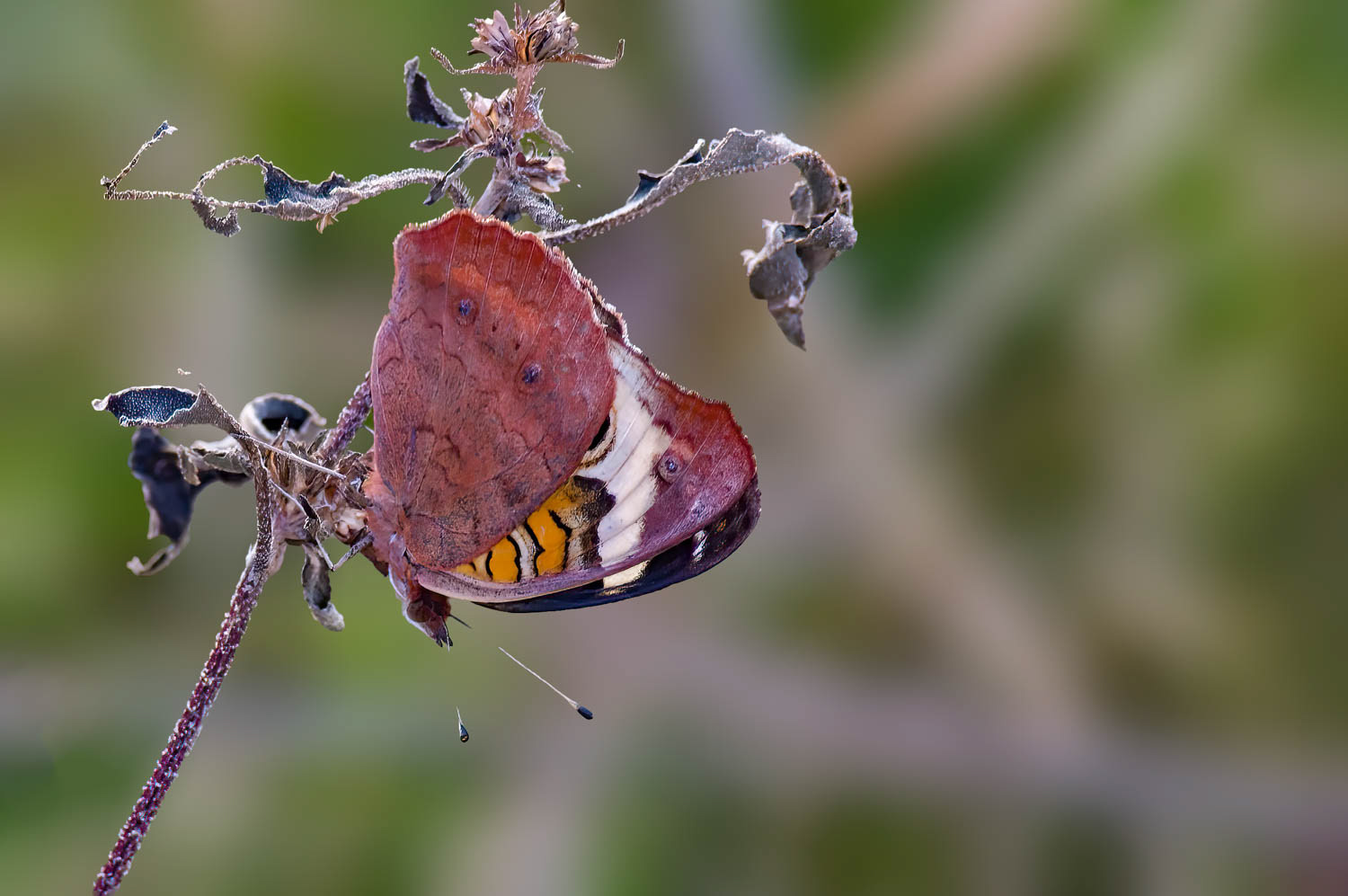 Common Buckeye (Junonia coenia Hübner)