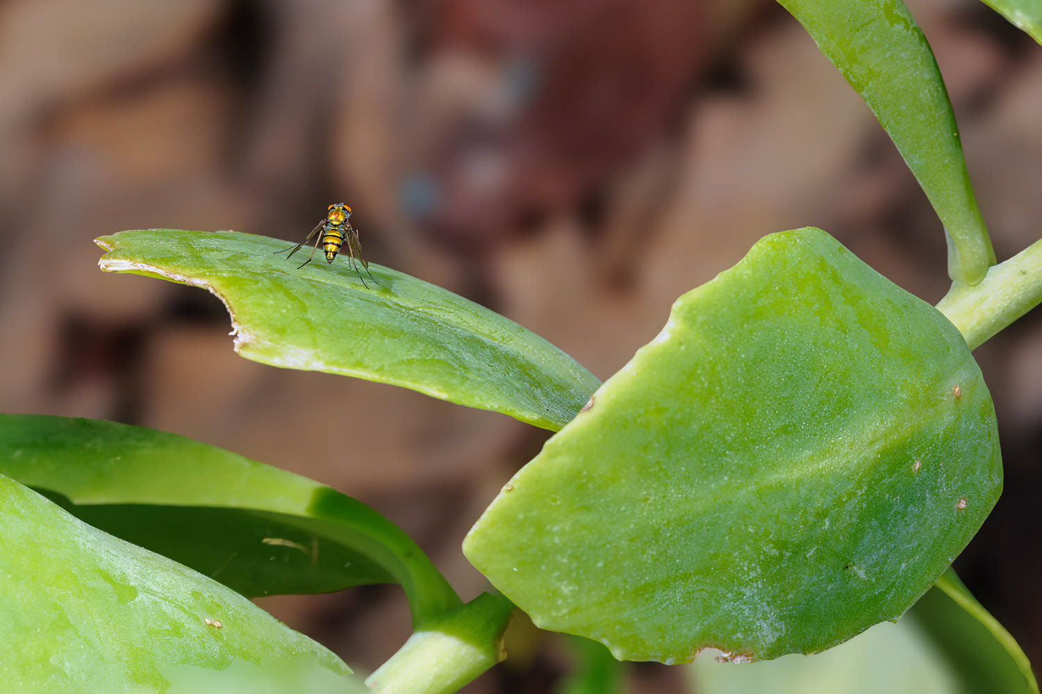 Long Legged Flies