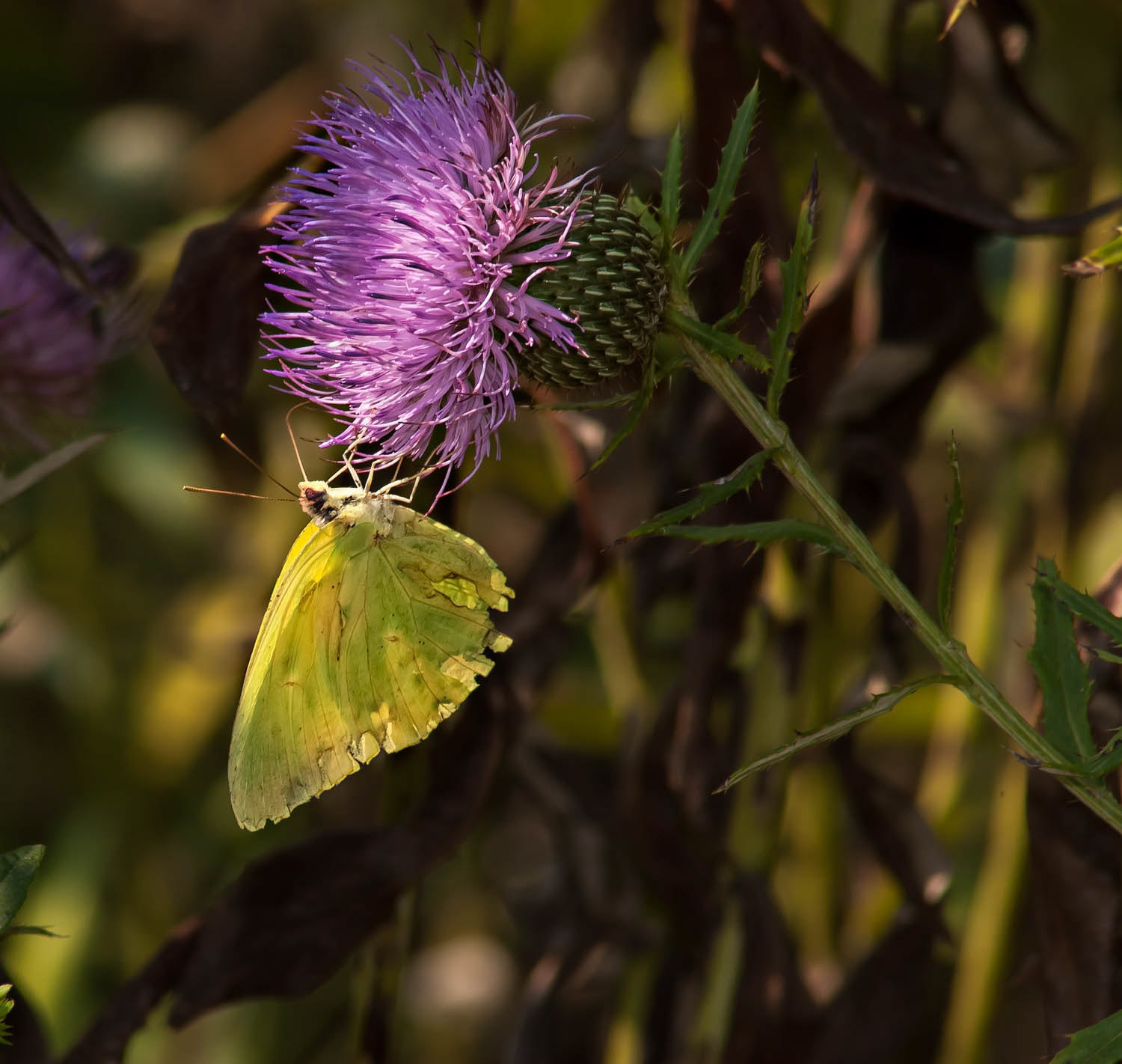 Cloudless Sulphur (Phoebis sennae)