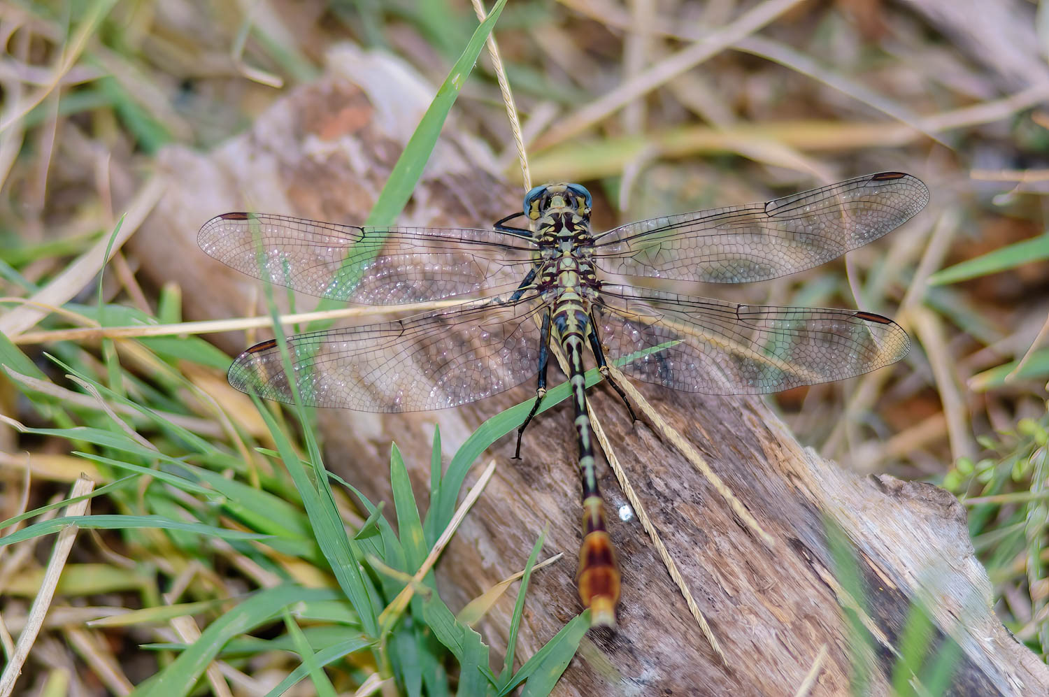 Flag-tailed Spinyleg (Dromogomphus spoliatus)