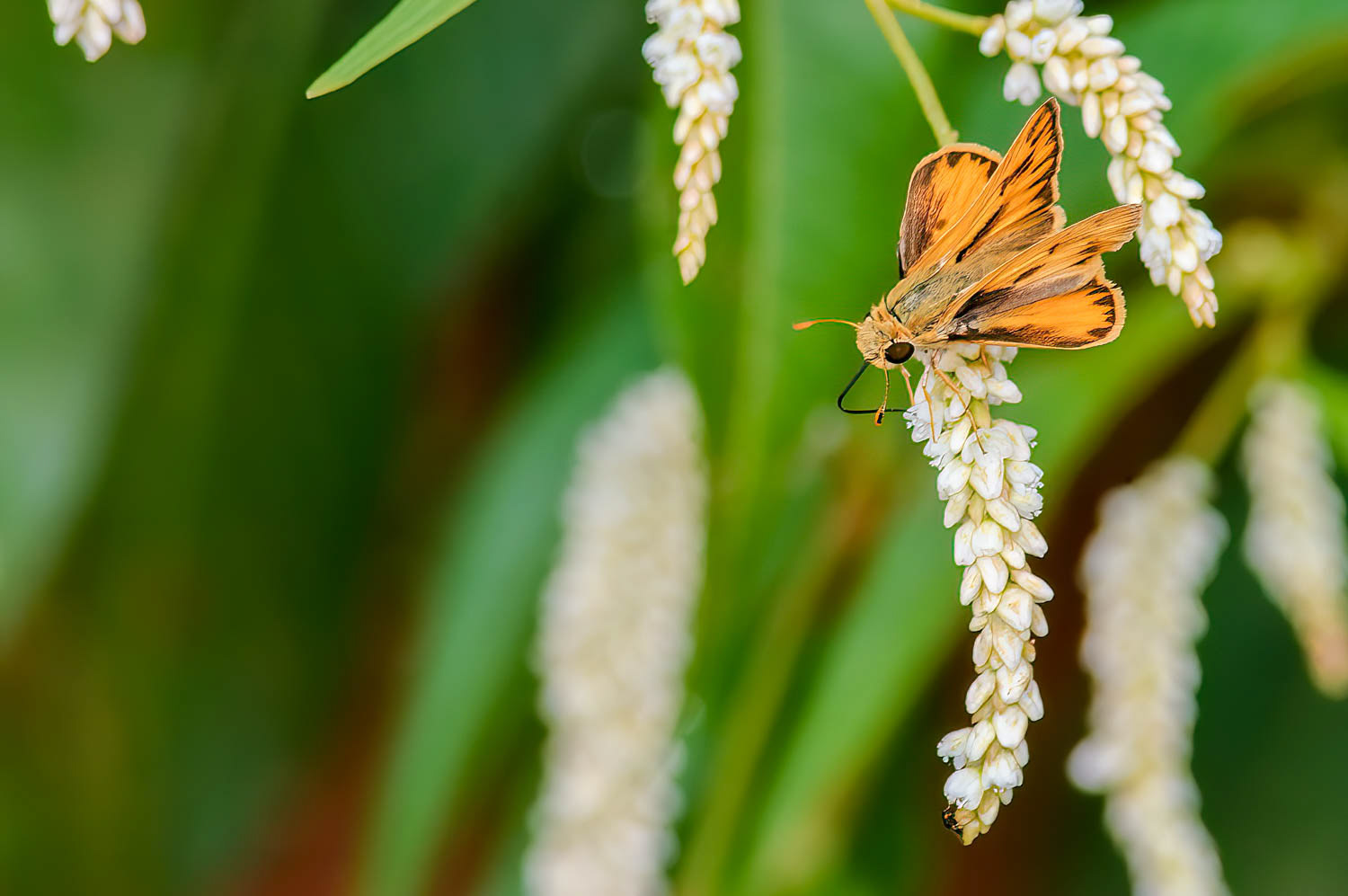 Fiery Skipper (Hylephila phyleus)