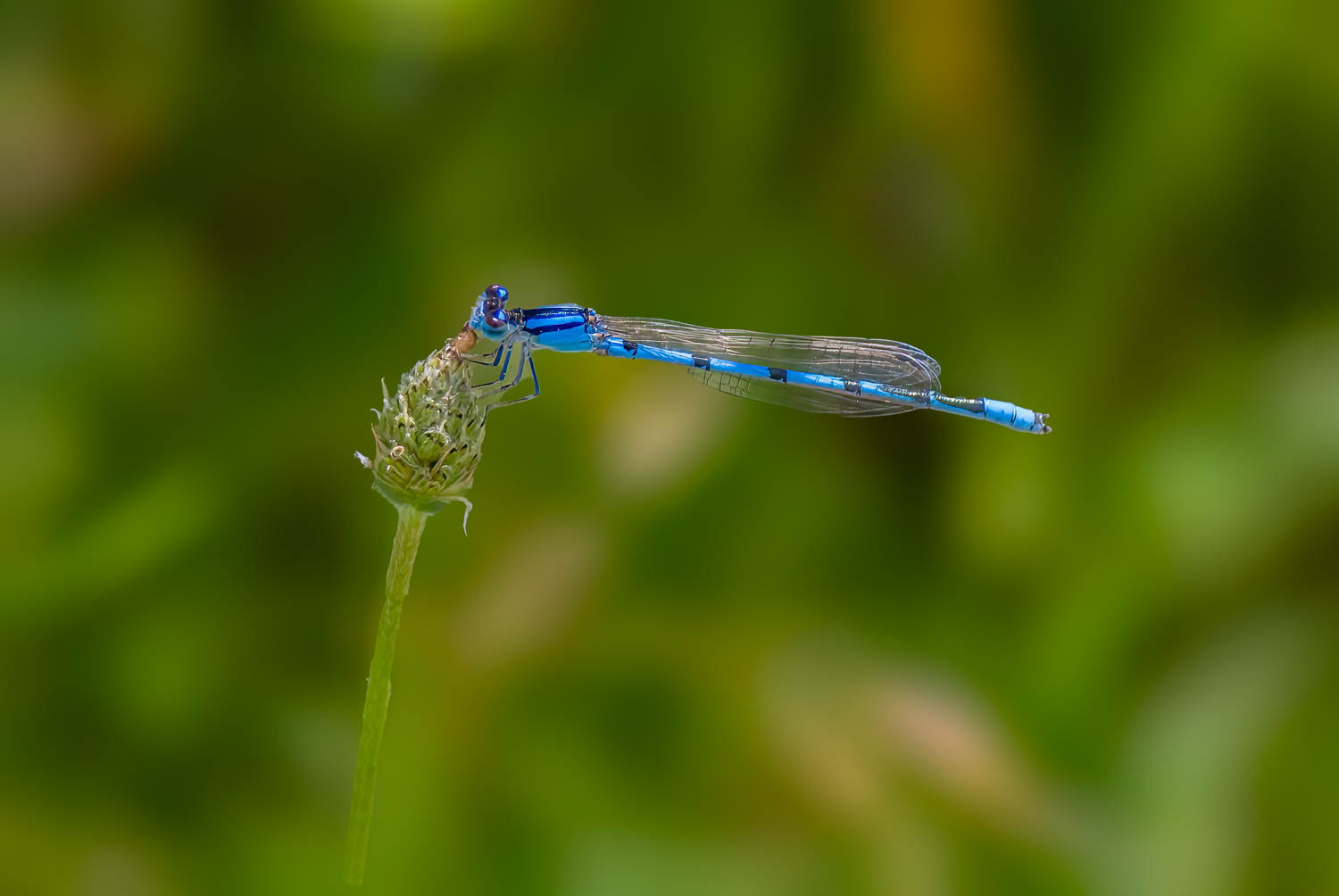 Familiar Bluet (Enallagma civile) Male
