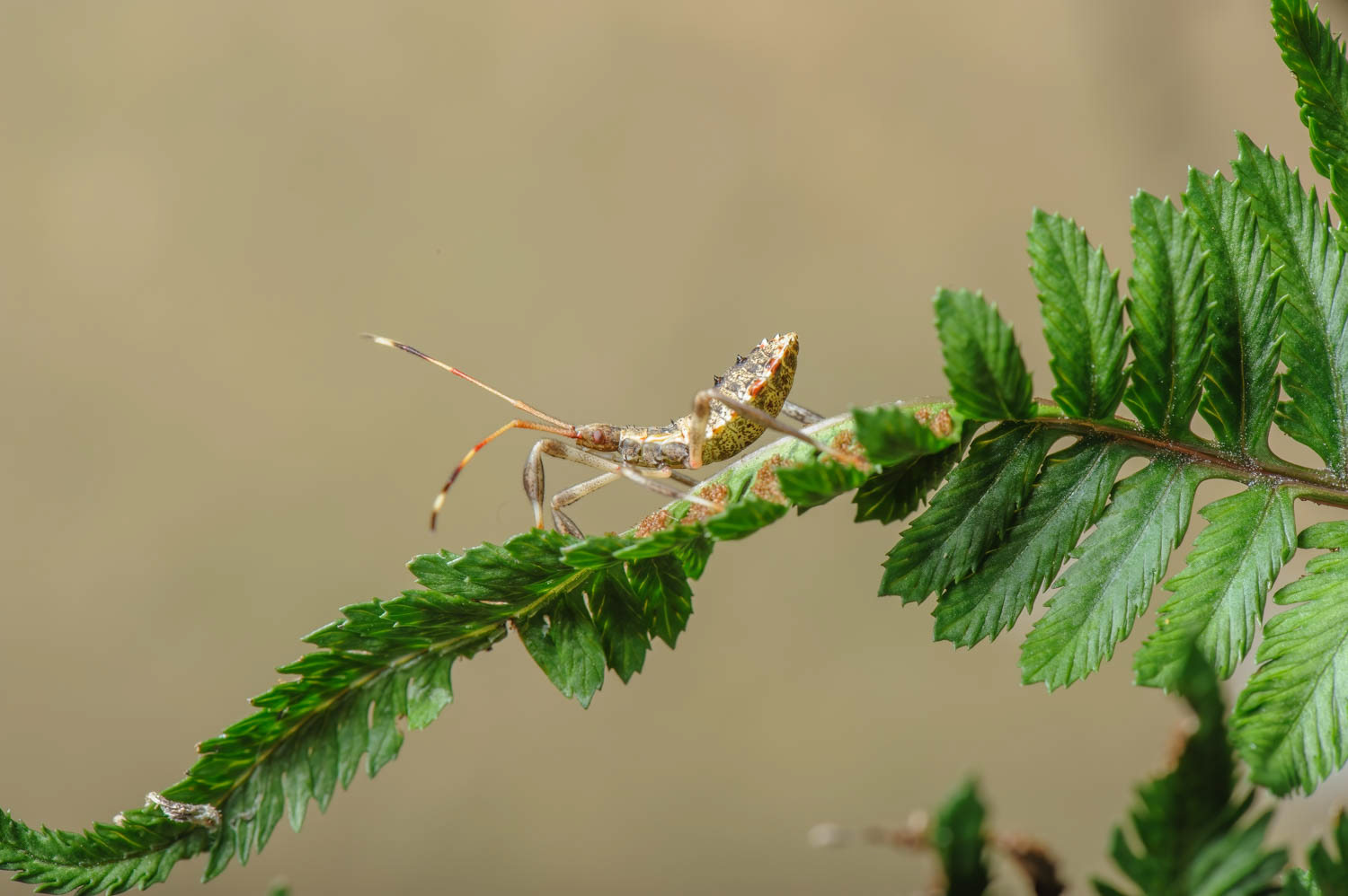 Leaf-footed Bug Nymph (Acanthocephala terminalis)