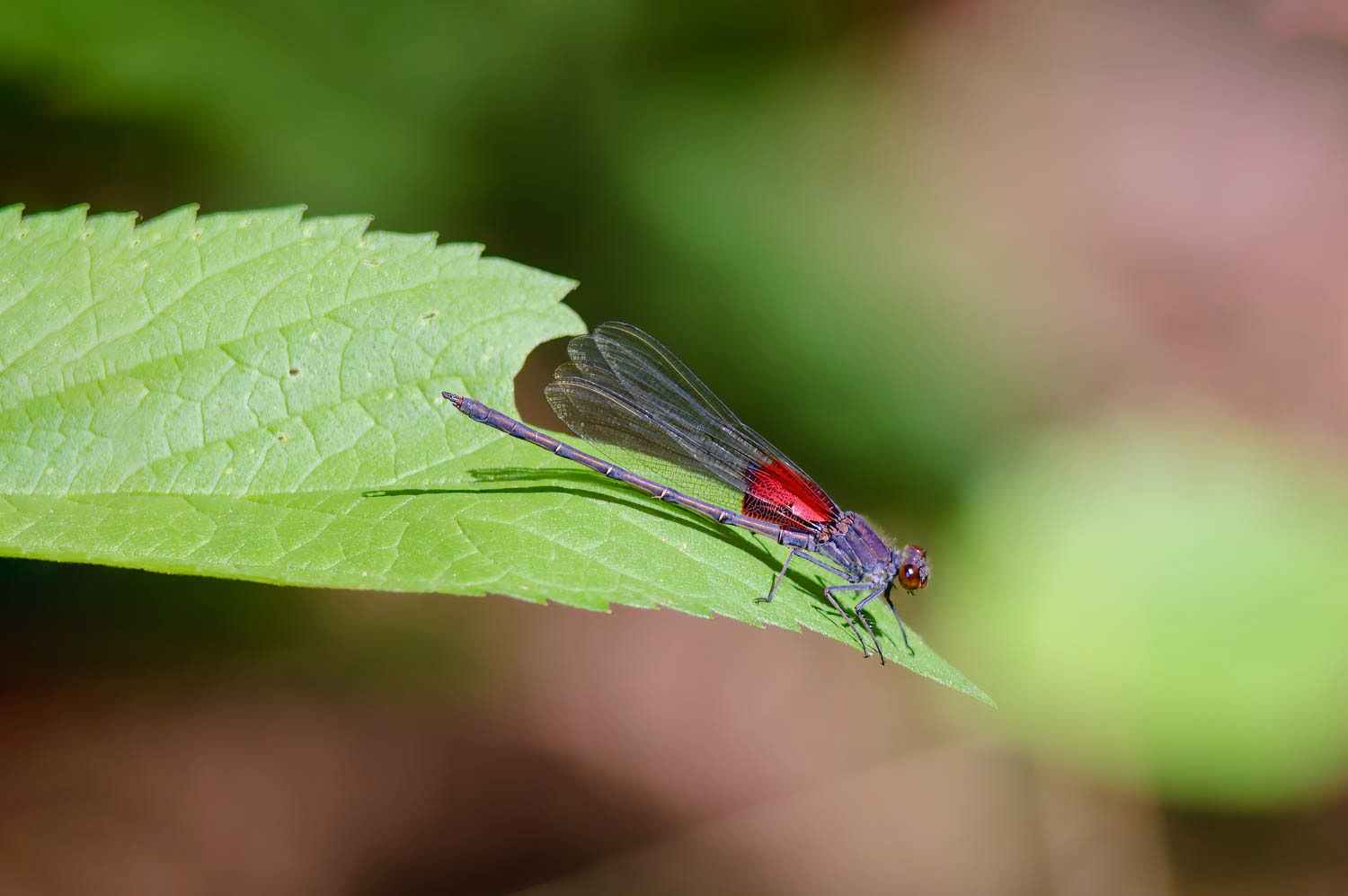 American Rubyspot (Hetaerina americana)