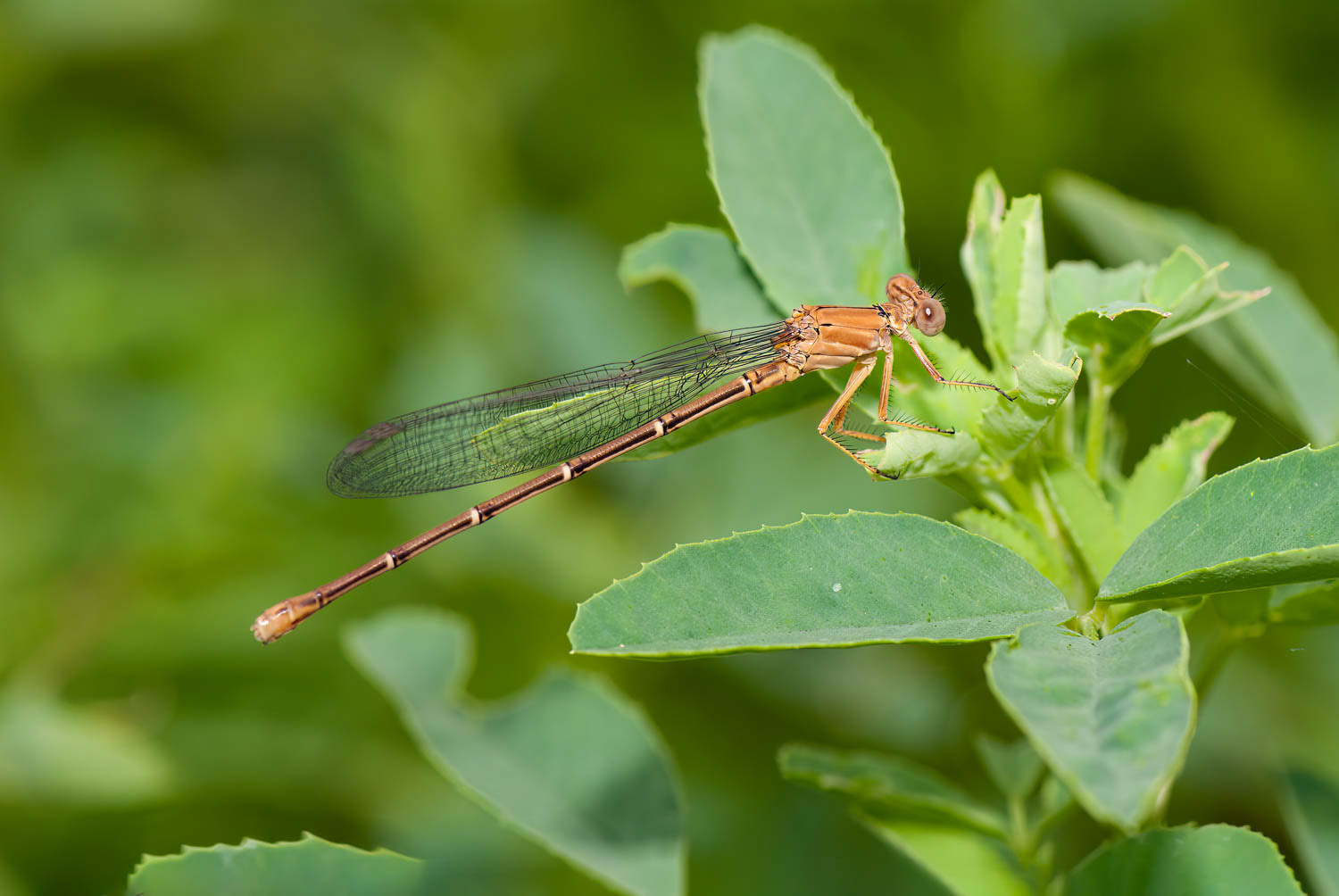 Blue-ringed Dancer (Argia sedula) Female