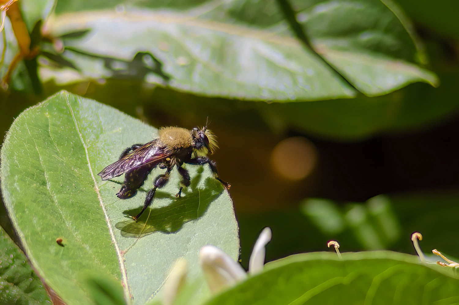 Robber Fly (Laphria saffrana)