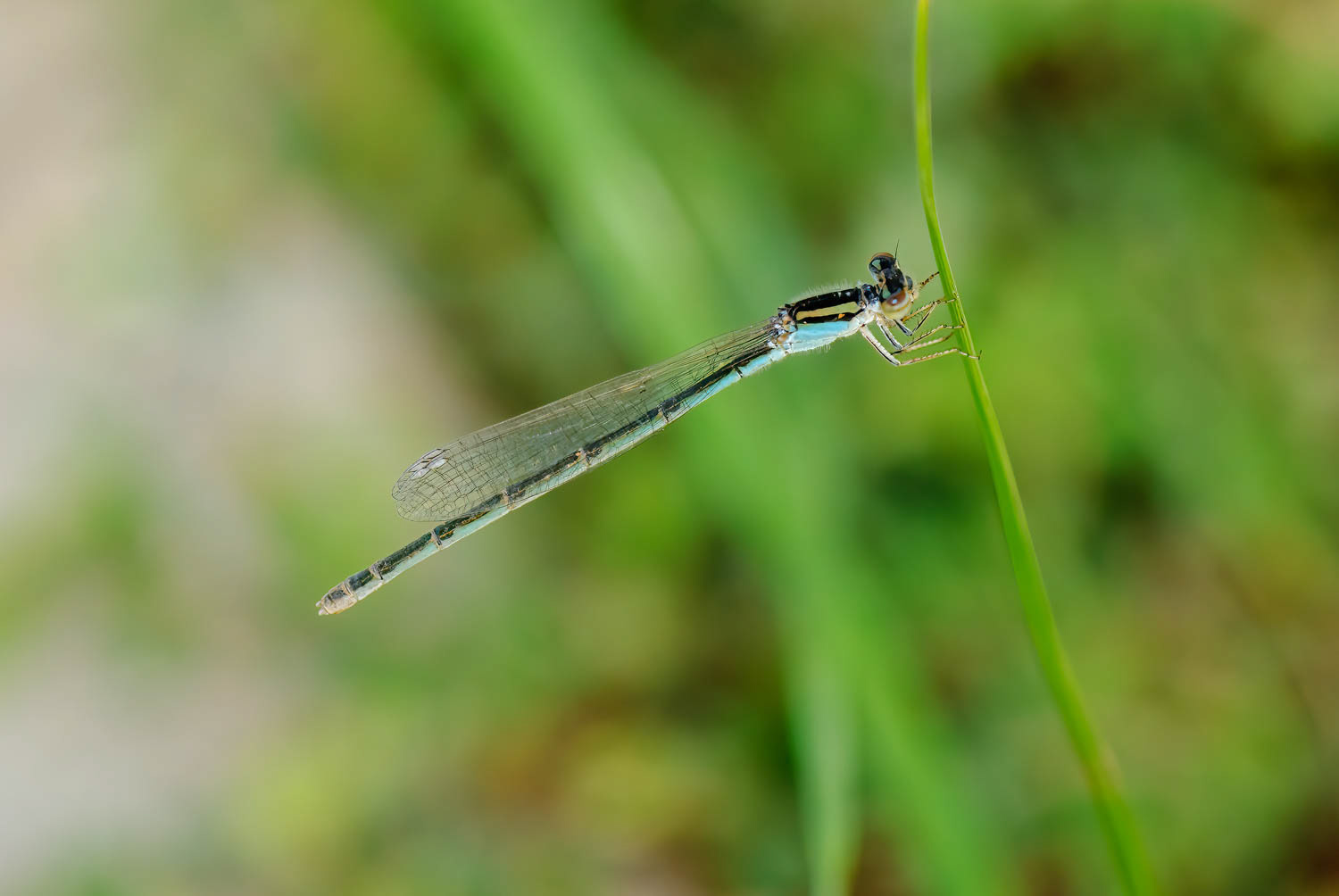 Familiar Bluet (Enallagma civile) Female
