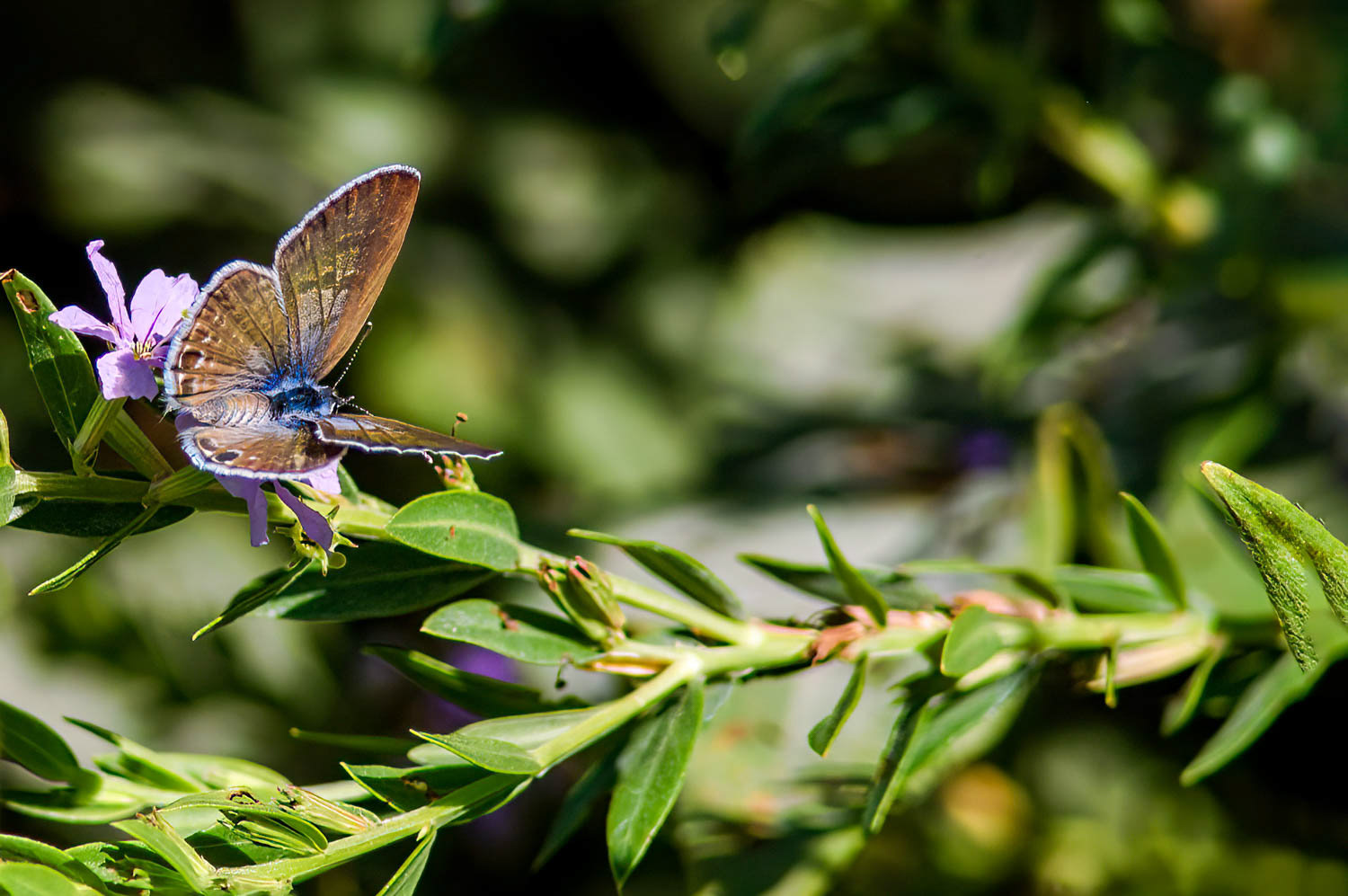 Marine Blue (Leptotes marina)