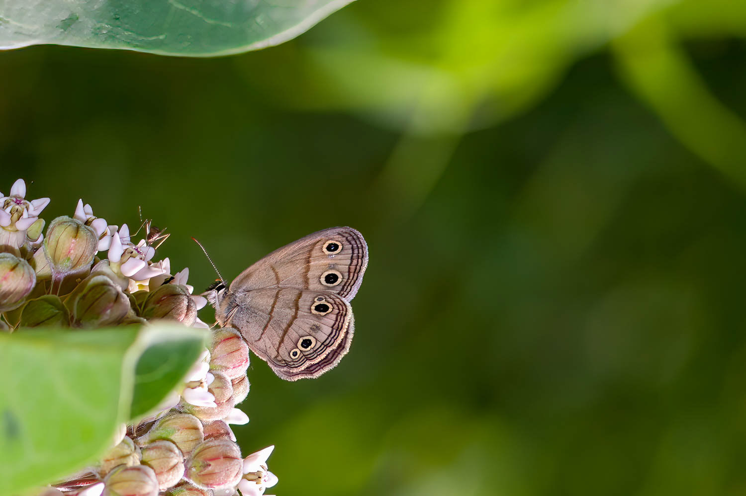 Little Wood Satyr (Megisto cymala)