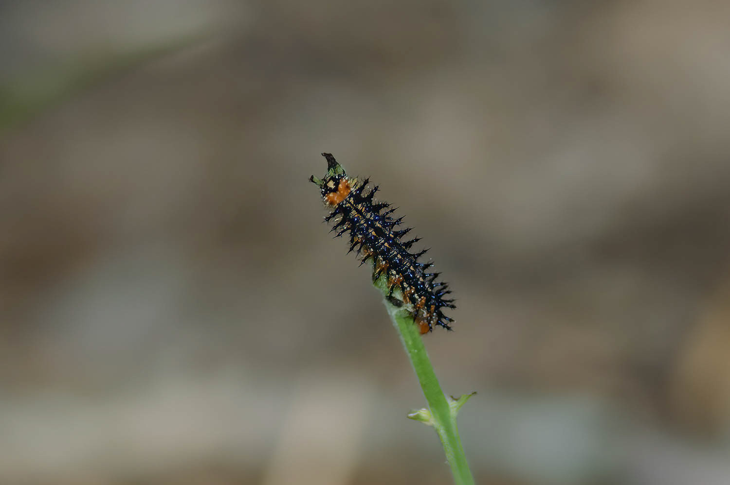 Common Buckeye Caterpillar (Junonia coen)