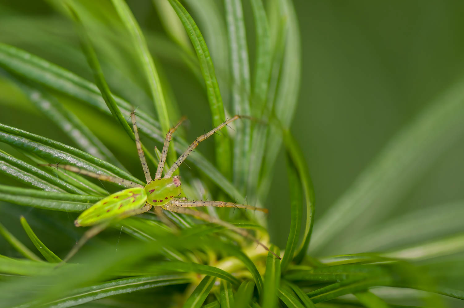 Green Lynx Spider (Peucetia viridans)