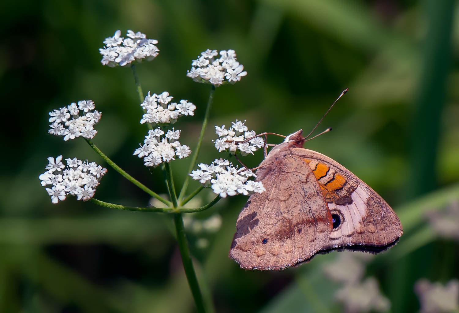 Common Buckeye (Junonia coenia Hübner)