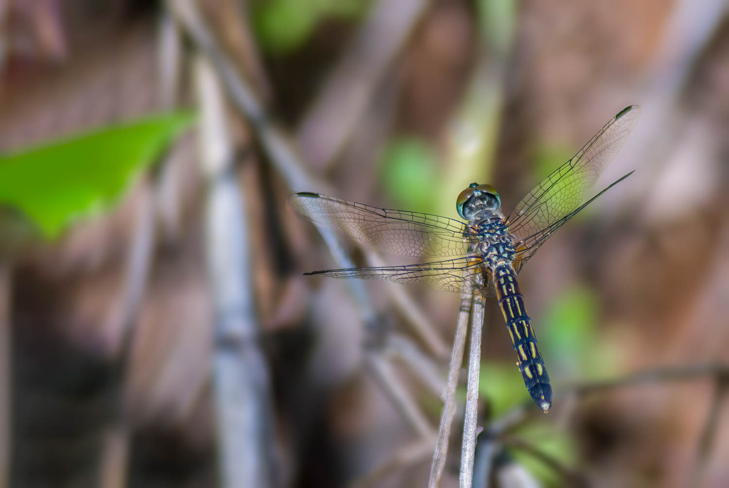 Blue Dasher (Pachydiplax longipennis) Female