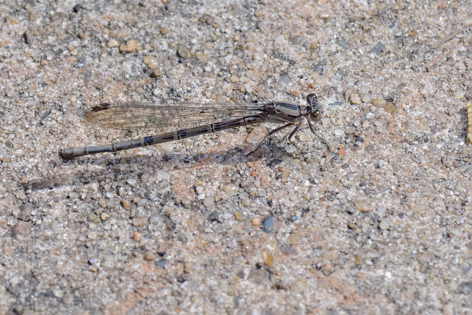springwater dancer (Argia plana) Female