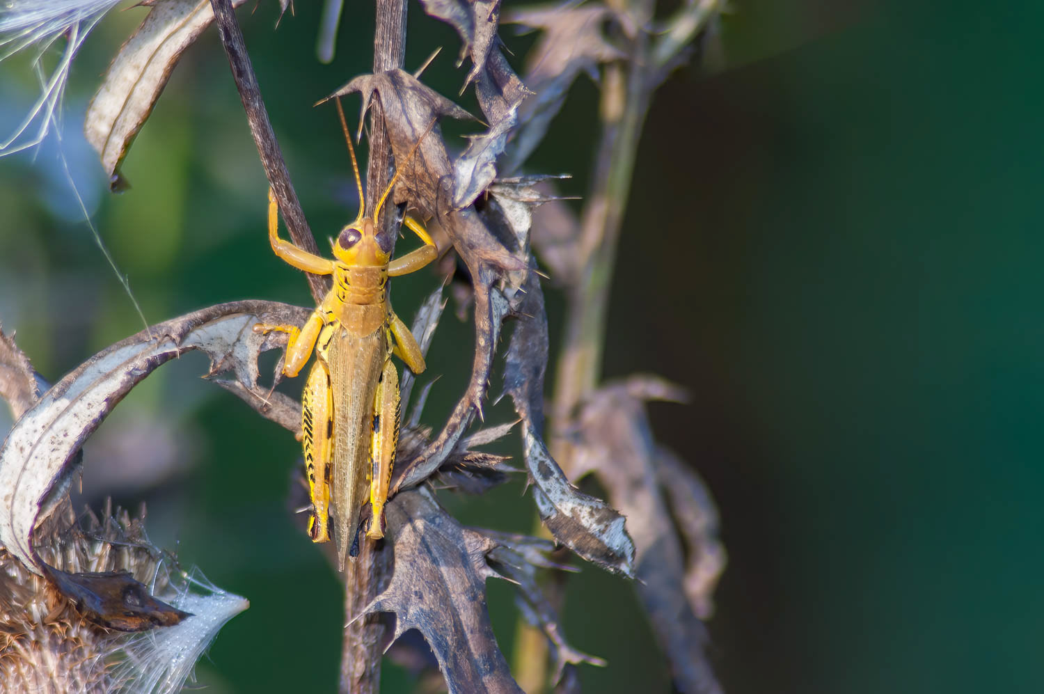 Differential Grasshopper (Melanoplus differintialis)
