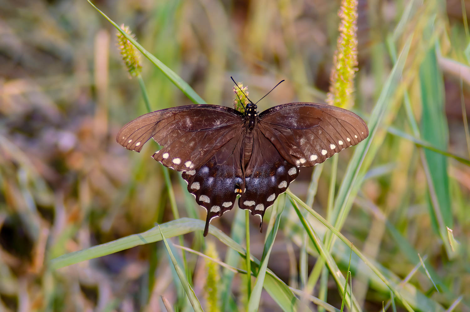 Spicebush Swallowtail (Pterourus troilus)