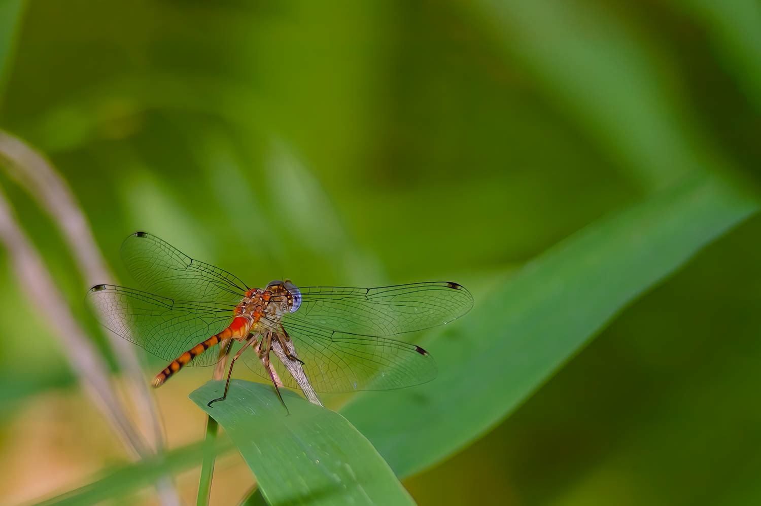 Blue-faced Meadowhawk (Sympetrum ambiguum) Male