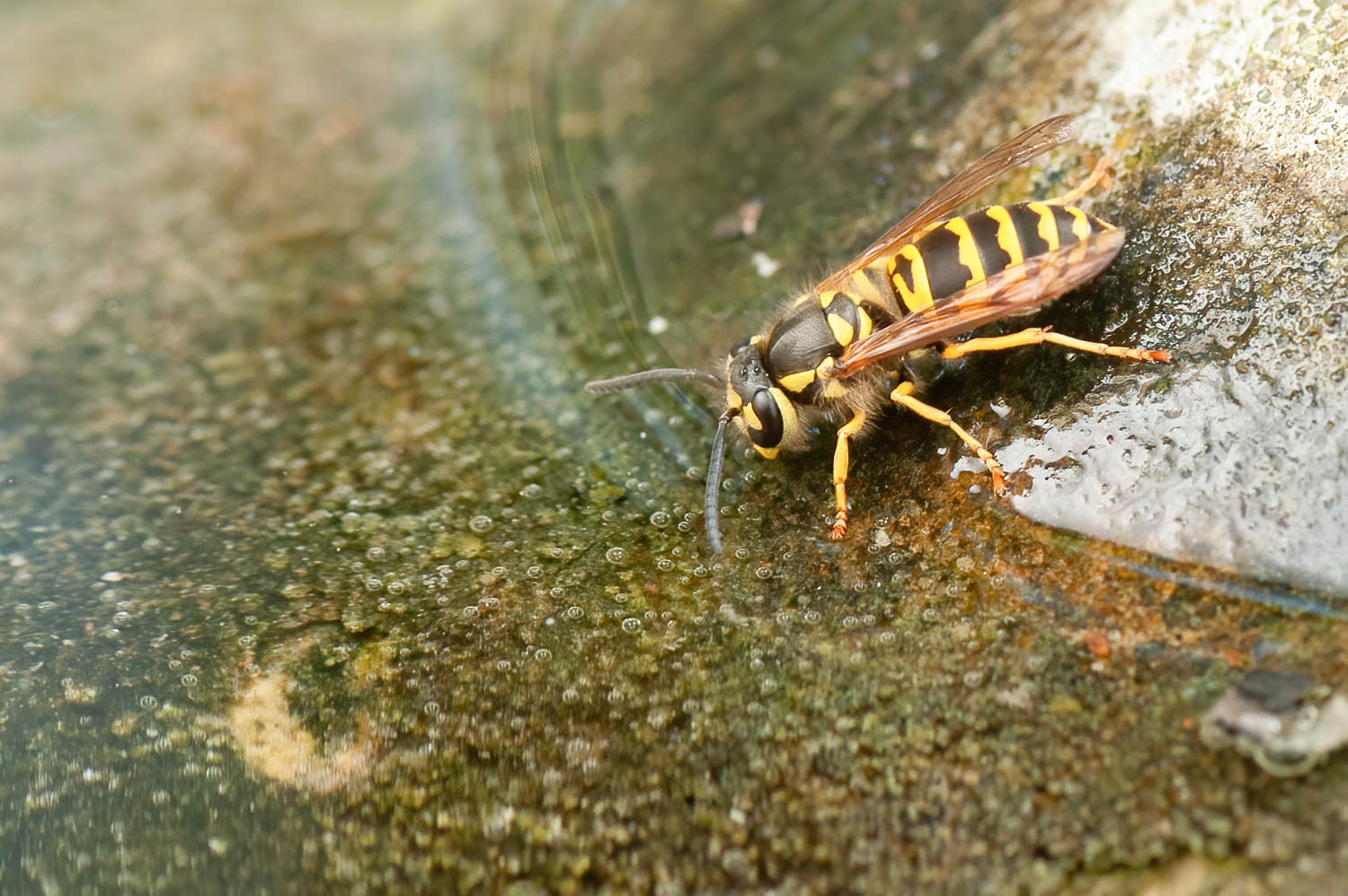Eastern Yellowjacket (Vespula maculifrons)