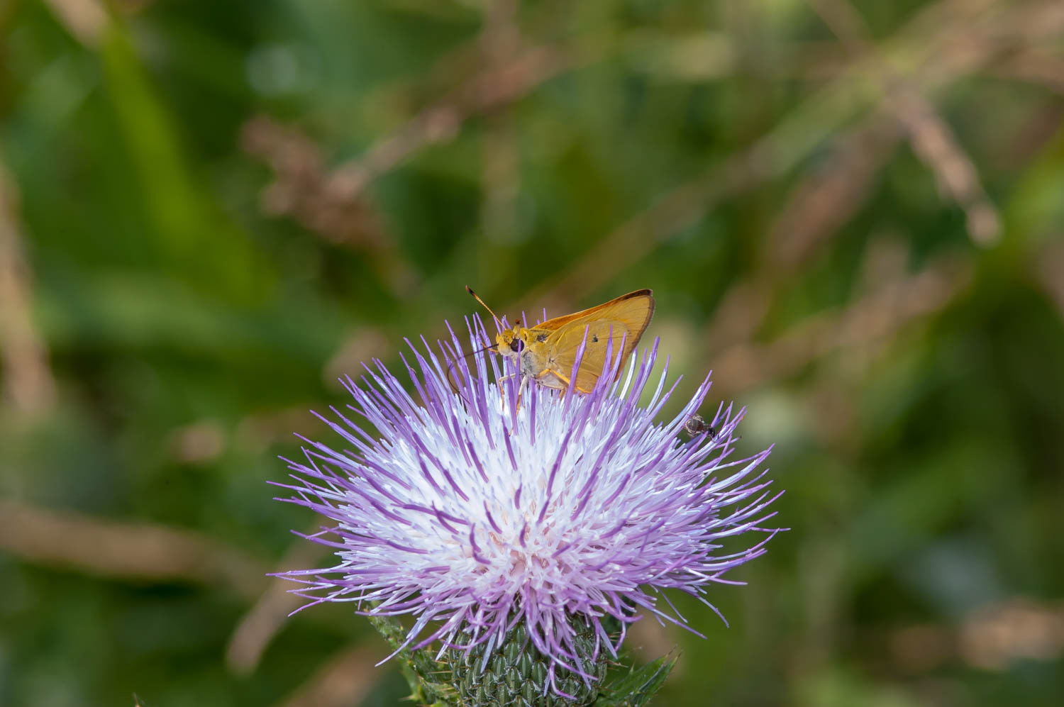 Delaware Skipper Anatrytone logan