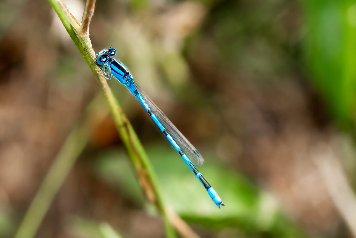 Familiar Bluet (Enallagma civile) Male