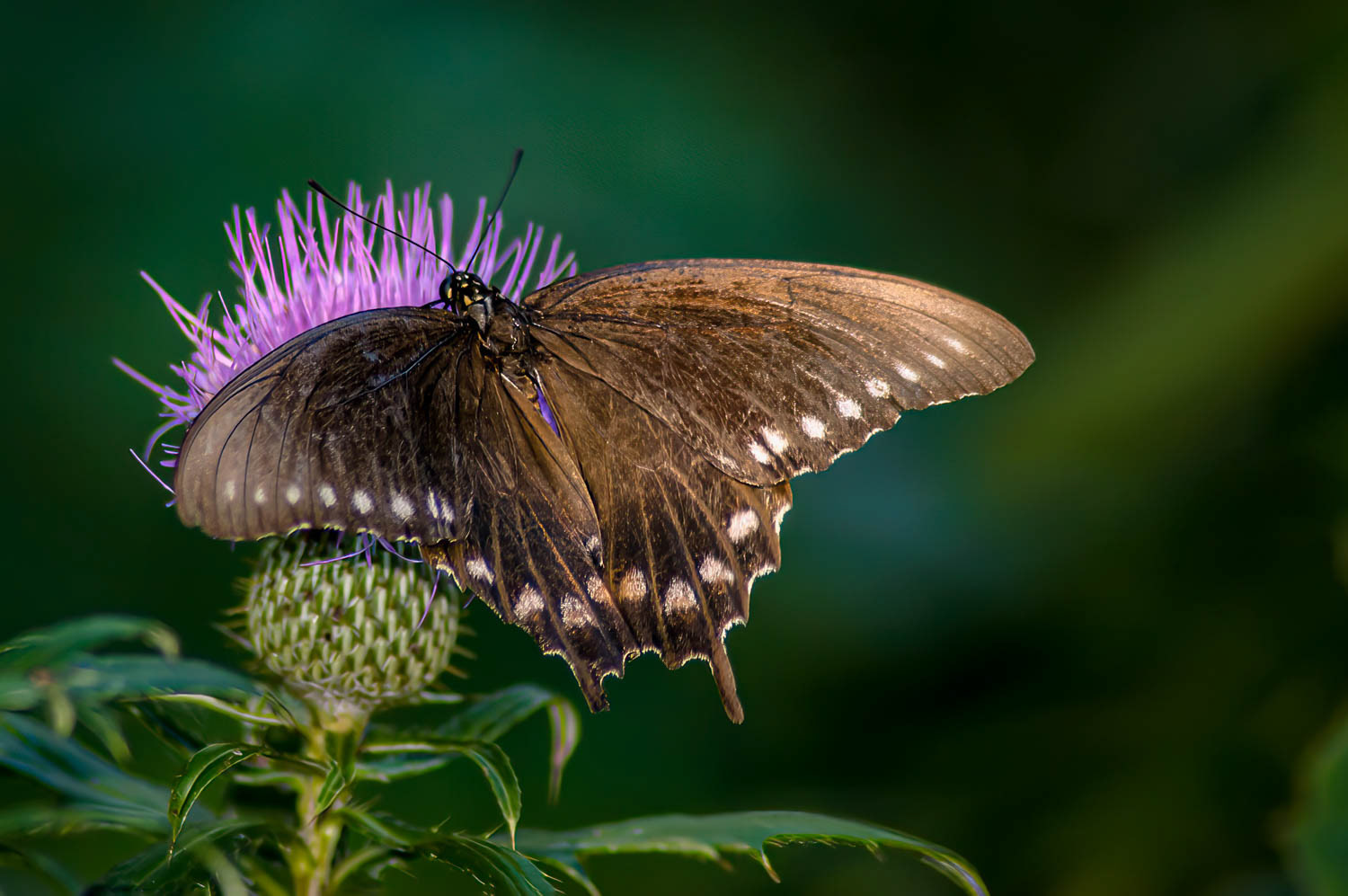 Pipevine Swallowtail Battus philenor)