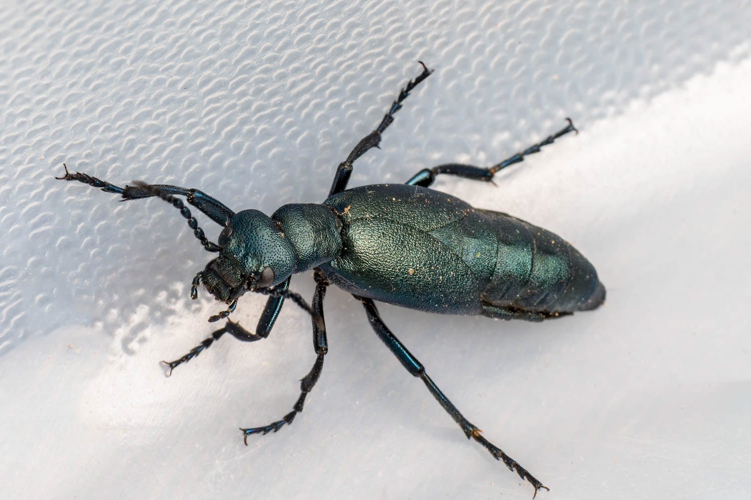 Buttercup Oil Beetle (Meloe americanus)