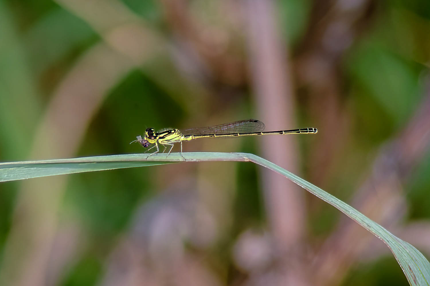 Fragile Forktail (Ischnura posita)